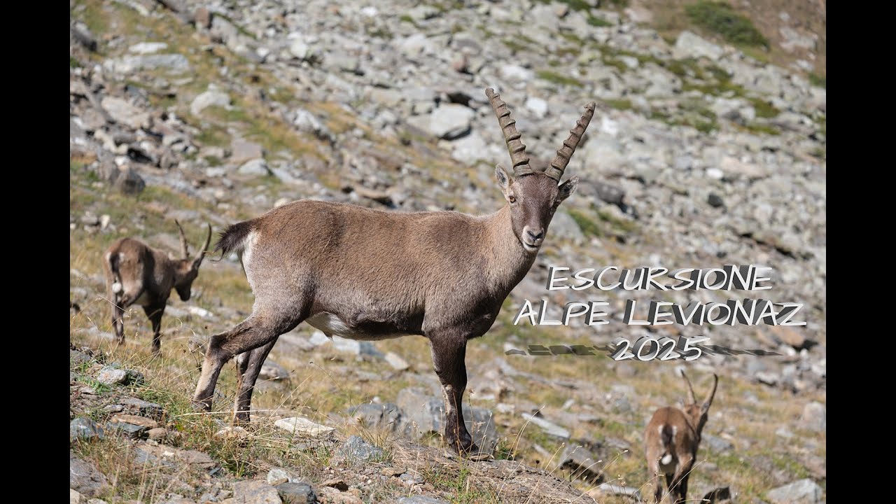 Escursione Alpe Levionaz