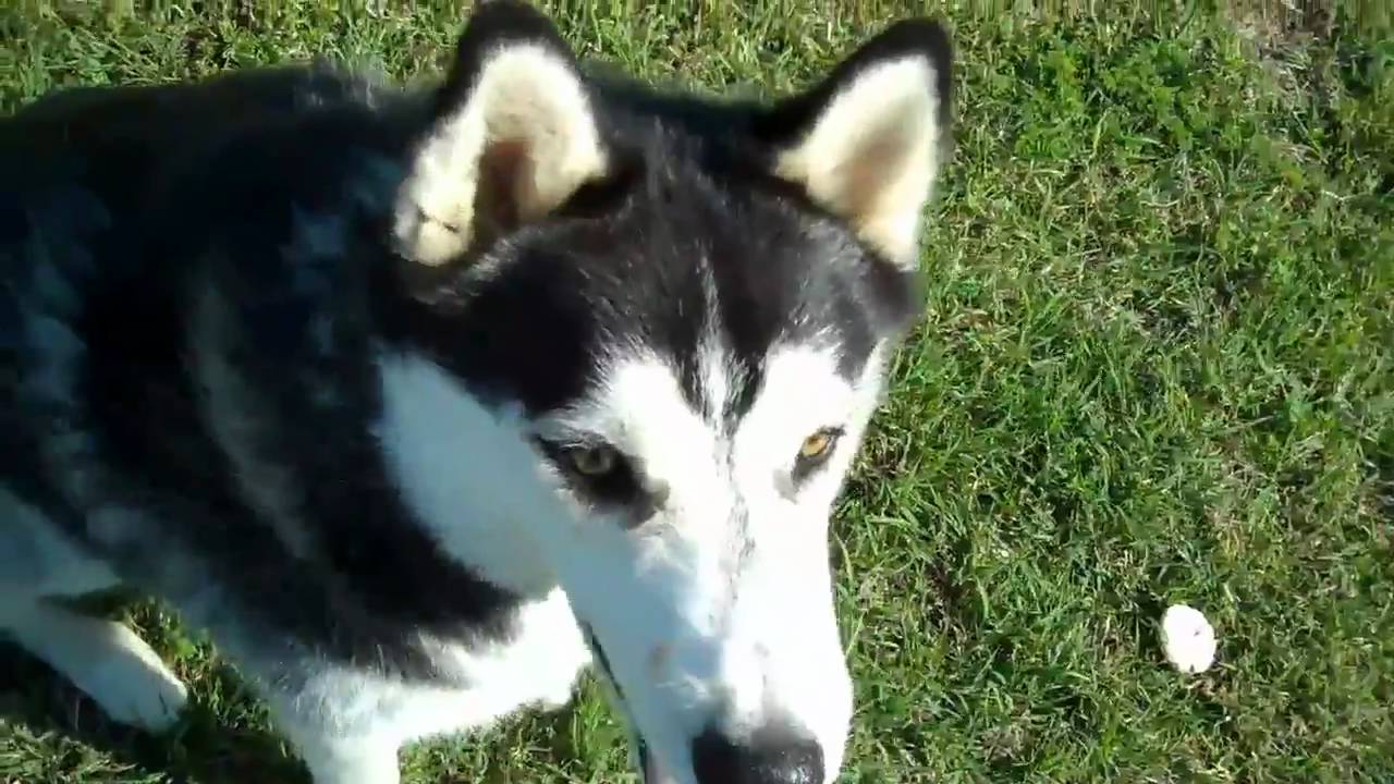 Zane the Husky in a field trainer eleuce