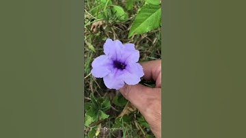 Cây quả nổ, sâm tanh tách Ruellia tuberosa điều trị thận hư