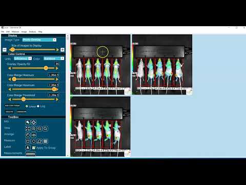 How To Perform ROI Analysis For FLI With Background ROIs 
