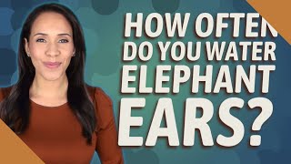 How often do you water elephant ears? Calories In An Elephant Ear