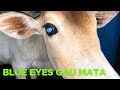 Blue Eyes Wali Gau Mata Aaj Ghar Me Ghus Gayi😊 |  Day 39/100 Vlogging Challenge