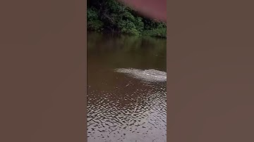 #shorts đam mê câu lure câu cá giải trí #9 #fishing #cauca ]#cauca