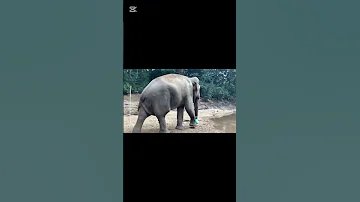 ක බ ල ත ත මද ද හ ල ග න ය ග ල දමය 