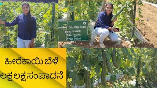 hirekaayi cultivation|ಹೀರೆಕಾಯಿ ಹೊಸ ತಳಿಗಳಿಂದ ಸಕತ್ ಲಾಭ|ridge gourd farming| IIHR research hesaraghatta