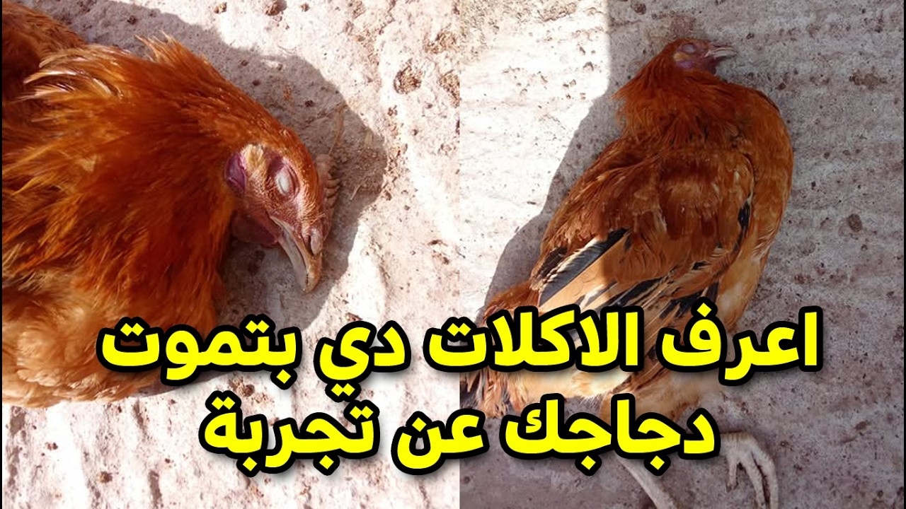 6  اكلات سامة للدجاج والطيور تعرف عليها علشان تبعدها عنهم  لانها خطر عليهم وهتسممهم ويروحو منكم🐓🥚😱