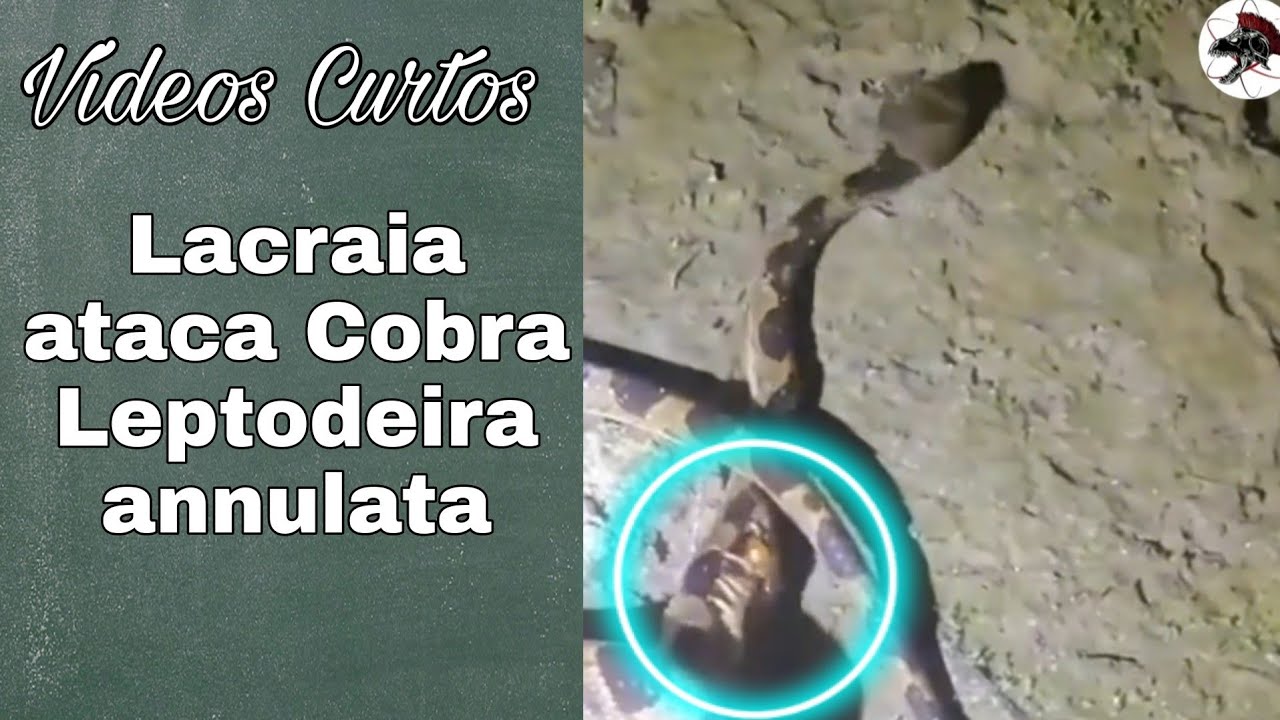 Lacraica Ataca Cobra  Leptodeira annulata ( registro)  | Shorts | Biólogo Henrique
