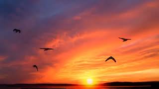 Som e canto de pássaros ao entardecer.✨ Para meditar,relaxar! screenshot 4