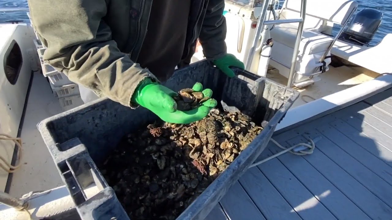Niantic Oyster seeding in Niantic River YouTube