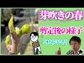【イチジク】２季成り剪定後の様子。本当に沢山収穫できるのか？不織布ポットの成長過程も公開（育て方）