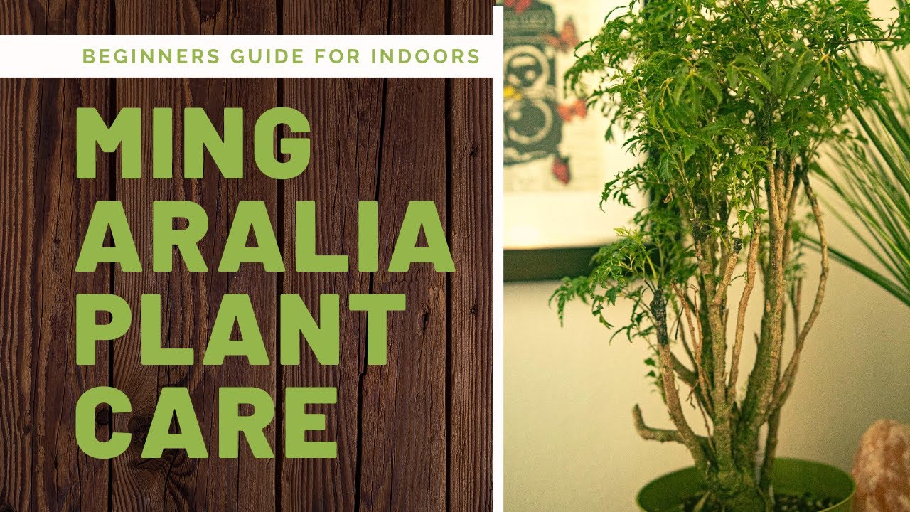 Ming Aralia Bonsai Tree Plant Care (for beginners)