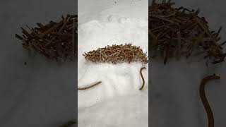 Winter Snow Art: Creating a Hedgehog Sculpture in the Snow🦔