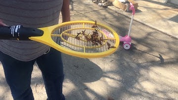 Wasp hornet zapper