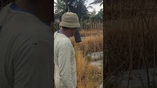 membuat lubang tanam baru untuk penanaman selanjutnya #agrikultur #pertanian #petani