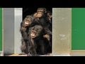 Nach 30 Jahren im Labor: Schimpansen sehen zum ersten Mal Sonnenlicht
