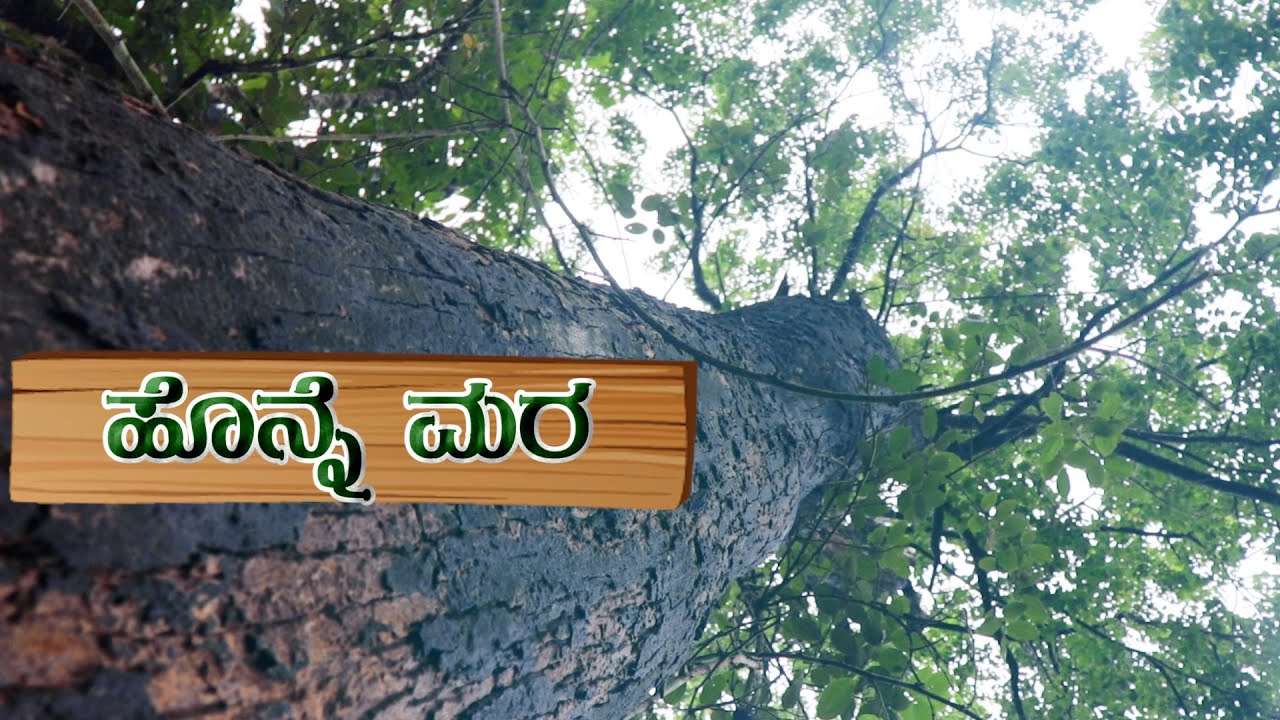 ಹೊನ್ನೆ ಮರ | Kino Tree