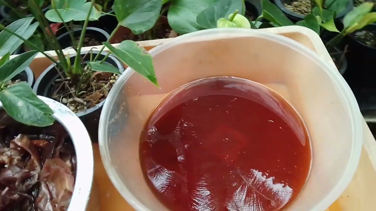 කෘමිනාශකයක් ලෙස හවසට මේ බෙහෙත පාවිචි කරන්න 