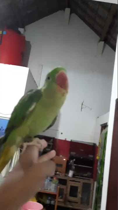 alexandrine fly to me