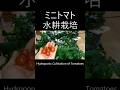 屋内でも収穫できるミニトマトの水耕栽培 #家庭菜園 #水耕栽培 #garden #shorts