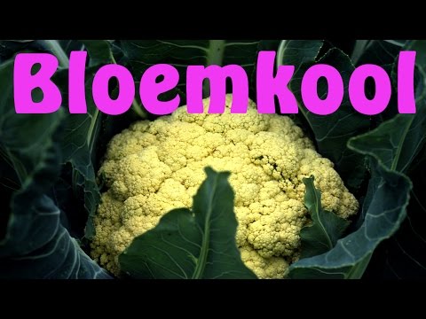 Video: Hoe Om Blomkool Te Kweek