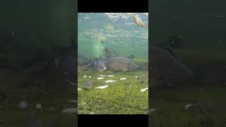 🎣 Dropped a smelt… and things got wild 😳