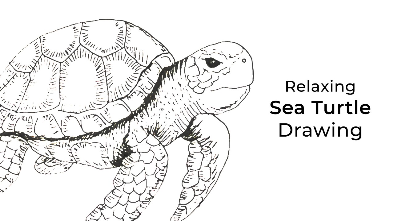 Drawing a Calm Sea Turtle | Relaxing Marker ASMR (No Talking)