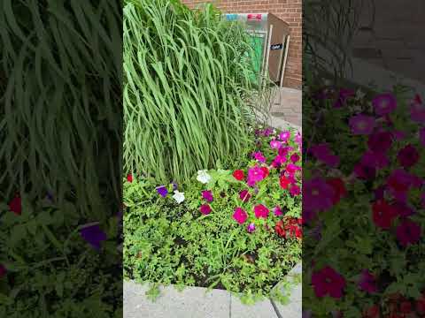 Beautiful Flowers 2025