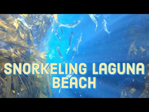 Crystal clear water snorkeling/freediving in Laguna Beach (local secret ...