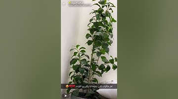 سورة الفاتحه بصوت إبراهيم السويلم