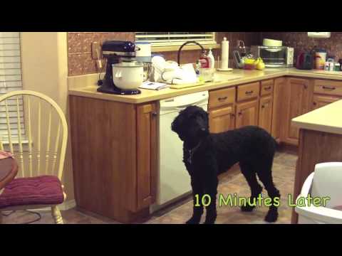 Icecream.mp4
