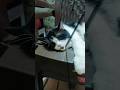billu #viralvideo #cat #cat #viral #cute #india
