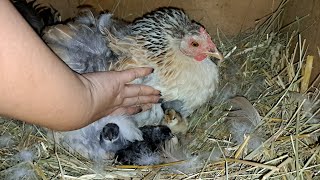 картинка: НОВИЙ ВИВІД КУРЧАТОК! ЯКІ ЛУПЛЯТЬСЯ? СТАРШІ КУРЧАТА ТА ІНША ЖИВНІТЬ