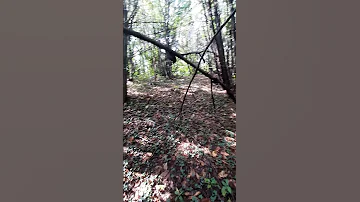 Muscoline Bosco 2 