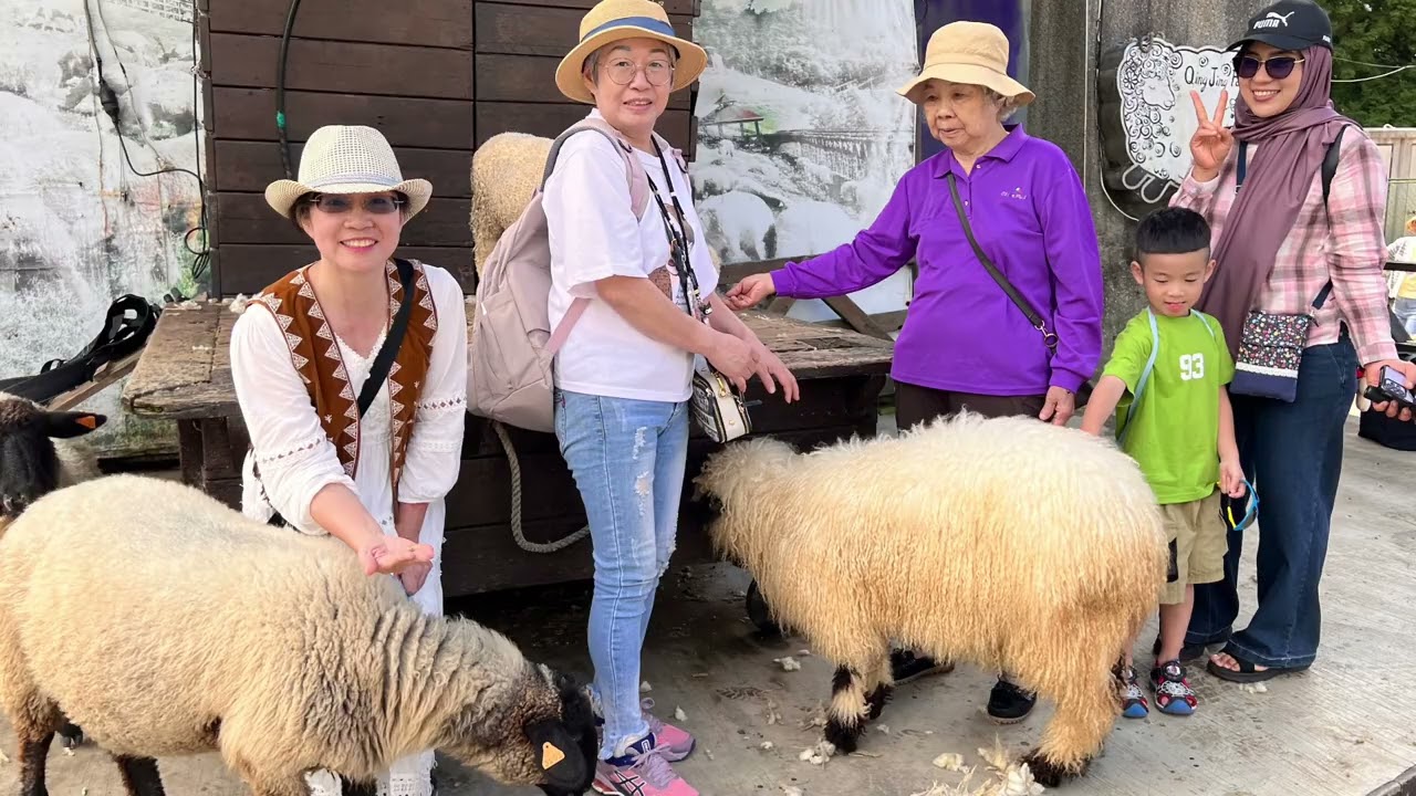 2025清境農場夏之旅/帶老人和小孩的最佳旅遊路線