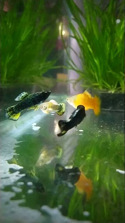 Unique mollies (muppy) breeds
