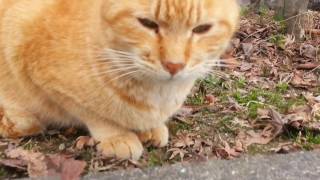 公園猫探索、凄い大きな声で鳴きながら近寄って来る野良猫