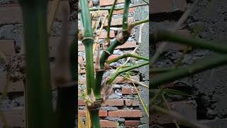 bambu unik patil lele bambu unik patil lele