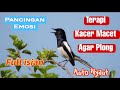 Pancingan Kacer macet agar kembali gacor #kacer #burung #masteran #sound #shorts