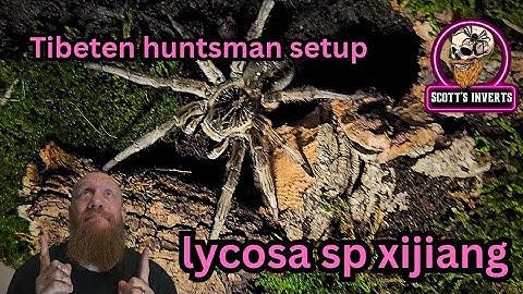 Tibeten Huntsman Spider // lycos sp xijiang 