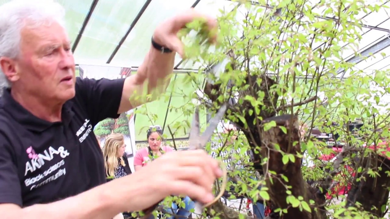 Walter Pall's demo at Generation Bonsai