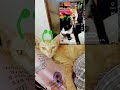 cat# meme
