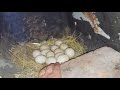 Мускусные утки занеслись -забирать яйца или нет?? / musky ducks were carried /индоутки / шипуны