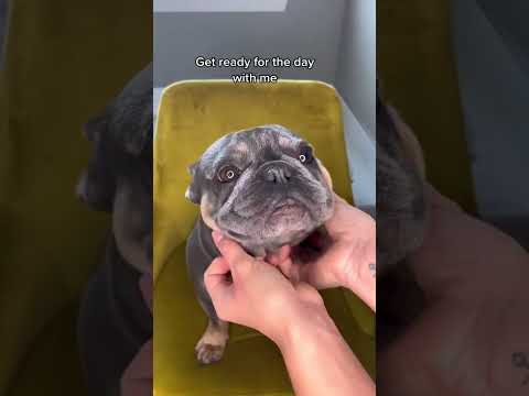 French Bulldog Morning Routine - Cute Wrinkle Cleaning Video
