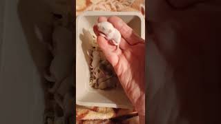 My gerbils. Pinky's babies 👶 😍 💕 update and some named. January 31, 2026