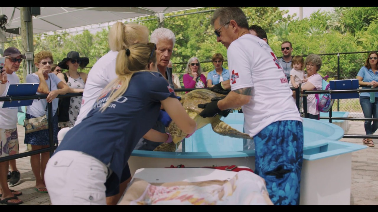 The Sea Turtle Hospital at Loggerhead Marinelife Center - YouTube
