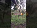 nature of PAlao #bisayangvloger #mindanaovlogger