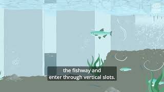 The secret life of fish(ways) - Vertical Slot Fishways