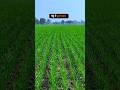 गेहूं के लिए दूसरी खाद🌾 | Best Fertilizers