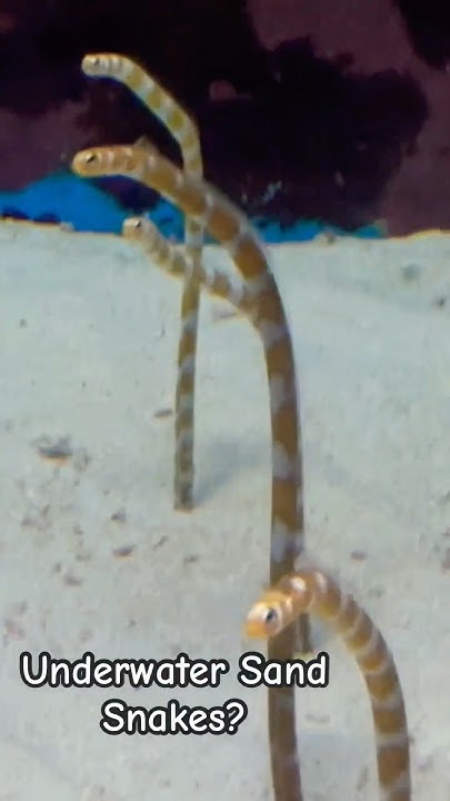 Underwater Sand Snakes?! - YouTube