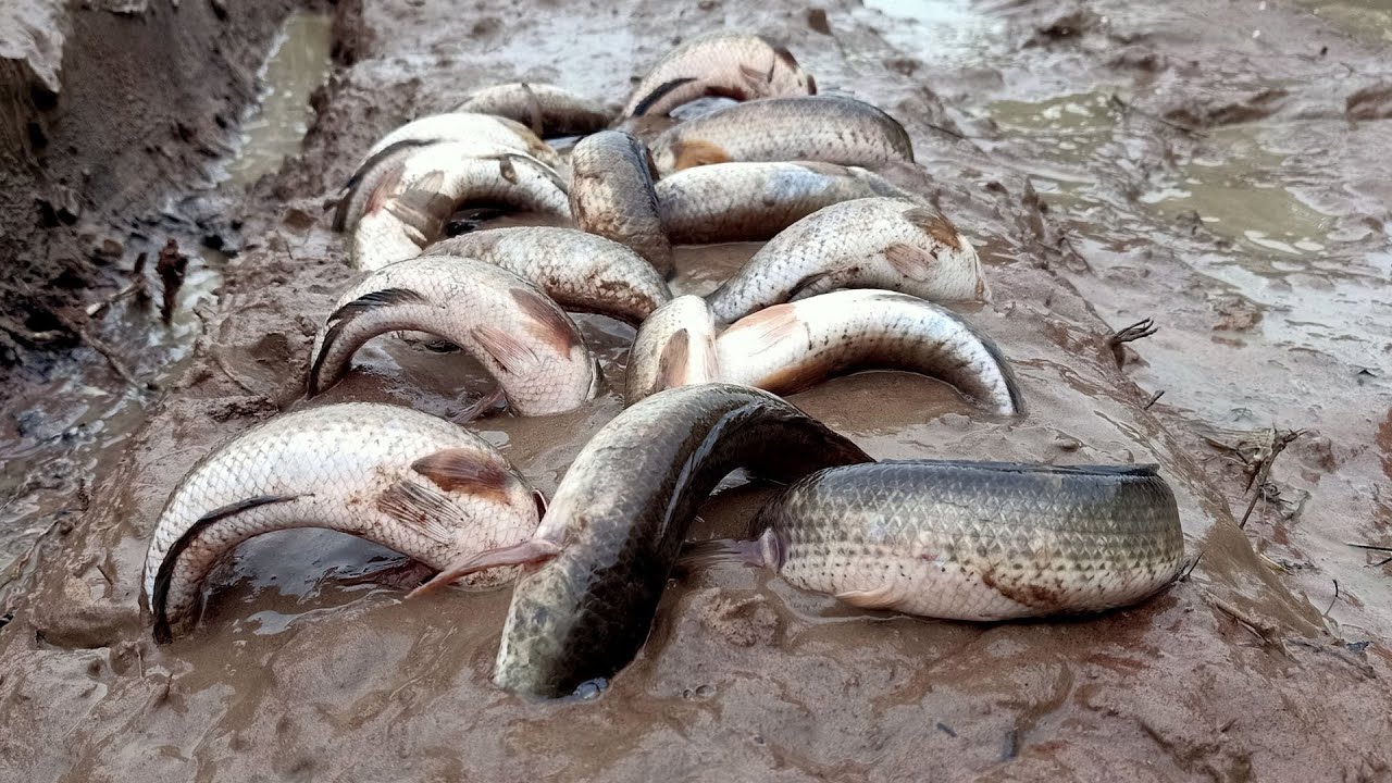 New Fishing Video 2021 - Wow Amazing Girl Catching a lot of in Raining Season